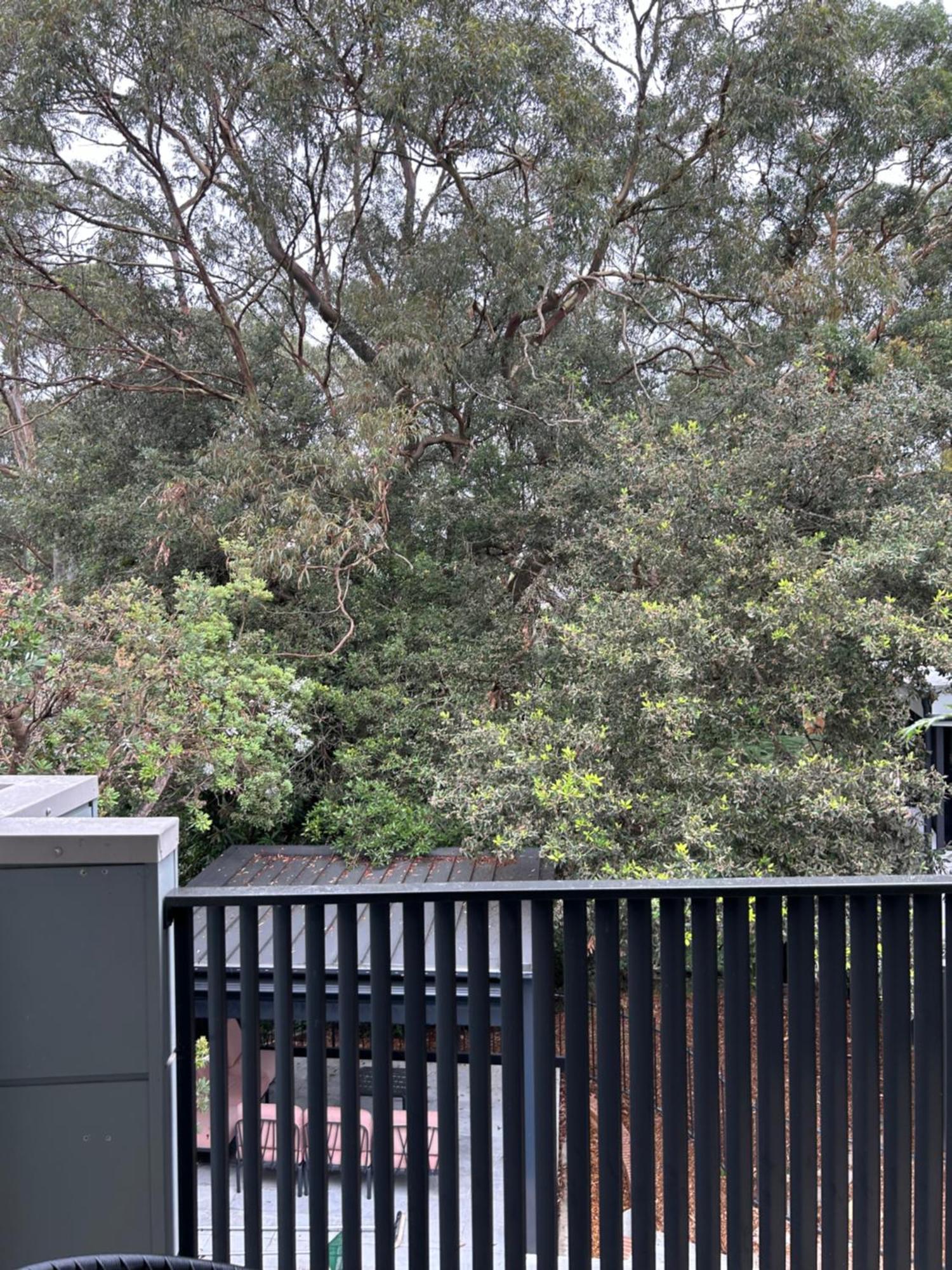 Bushland Setting Close To Sydney Cbd- Stand Alone Apartment Buitenkant foto